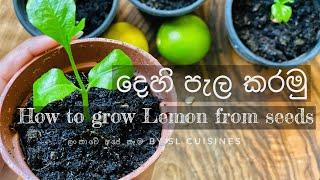 ඉක්මනින් දෙහි ඇට පැල කරමු how to grow Lemon from seeds at home