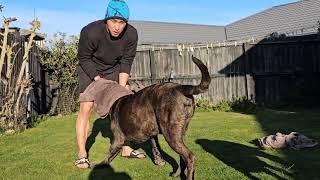 Grooming My 65kg Male Cane Corso The Ultimate Spa Day 