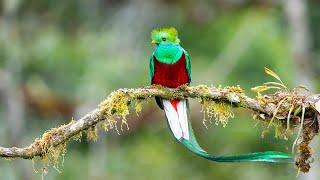 A most amazing bird - the one and only Resplendent Quetzal