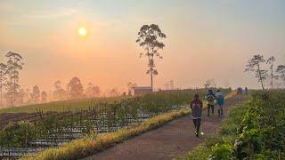 Ketenangan Suasana Pagi Hari Di Desa Petani Pergi Ke Kebun  Pedesaan Jawa Barat Cisurupan Garut