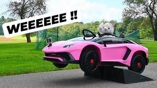 LLAMA DRIVES A LAMBORGHINI ? *so cute*