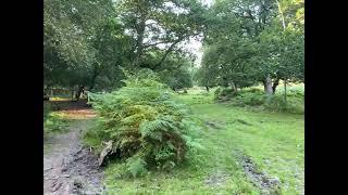 Nature at it’s best @NewForest Aug2021 no infringement intended on music used