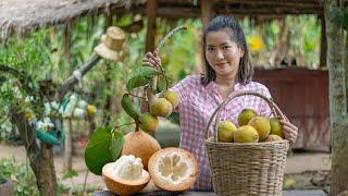 Harvest Santol Fruit in My Homeland  Making Santol Pickled & Santol Salad with Shrimp Recipes