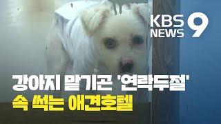 ‘새로운 동물유기’ 애견호텔에 반려견 버리는 사람들  KBS뉴스News