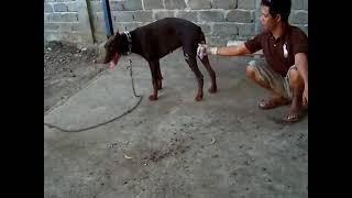 ANJING JANTAN BIRAHI