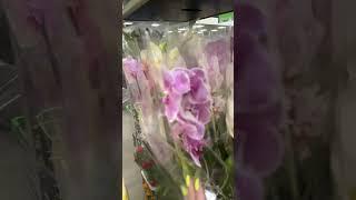 Нечаянно попала на поступление орхидей в Леруа Мерлен Мега Омск