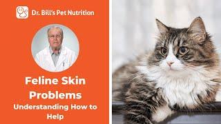 Skin Problems for Cats  Understanding How to Help  Dr. Bills Pet Nutrition