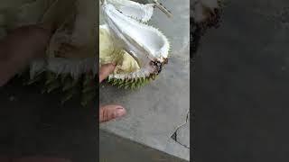 Duren Montong#shorts