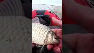 КАК ВАМ ТАКОЙ ЛАПАТЬ? #shorts #рыбалка #fishing #nature #fish #эдвардкосичка  #природа  #отдых