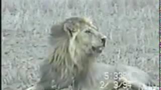 a lion on his last moments.... so touching