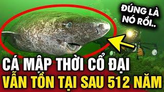 Phát hiện CÁ MẬP CỔ ĐẠI tồn tại từ 512 NĂM TRƯỚC cho đến tận ngày nay  Tin 3 Phút