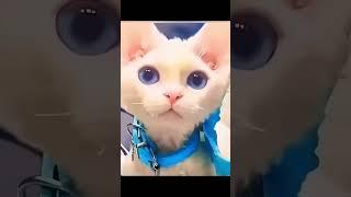 Funny cats 1