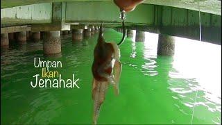 Umpan Ikan Jenahak - Tak Sempat Turun ke dasar   #40