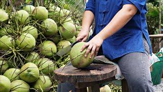 Coconut harvesting process in coconut farmCoconut coconut processing Somtam fried rice