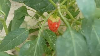 Green Chilli Plant at Home  green Chilli flower to fruit  sabz mirch lagane ka tarika