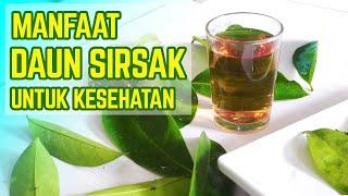 KHASIAT REBUSAN DAUN SIRSAK UNTUK KESEHATAN