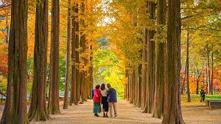 Nami Island Autumn Walking Tour and Beautiful Leaves  Travel Korea K-Drama 4K HDR