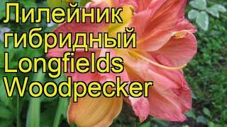 Лилейник гибридный Лонгфилдс Вудпекер. Краткий обзор hemerocallis hybrida Longfields Woodpecker