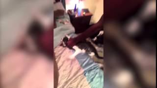 Video shows cat beaten and choked