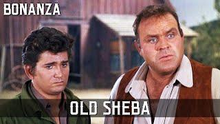 Bonanza - Old Sheba   Episode 178  TV Classic  Cult Western  Wild West  Cowboy