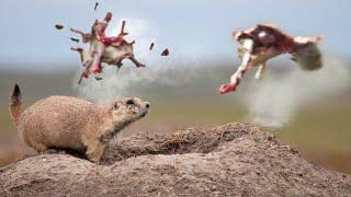 Prairie Dog Armageddon 5 Trigger Time is Key to Your Hunting Success