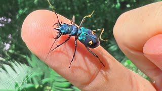 Bitten by a Tiger Beetle