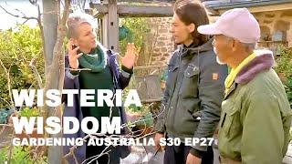 Wisteria Wisdom - Fumio & Shinya Ueda on Gardening Australia S30 Ep27