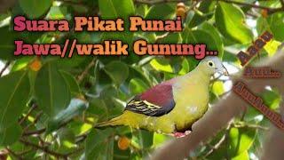 Suara Pikat Punai Jawawalik gunung