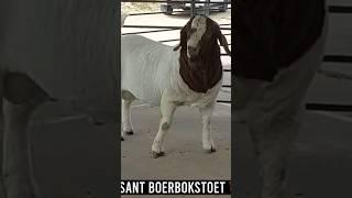 Boer Goats FARM #boergoat #boer #farm #farmanimals