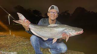 Memancing kolam gadong  jaya negeri sembilan ikan besar bas .