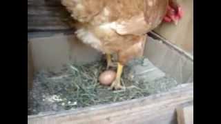 MI Gallina poniendo un huevo