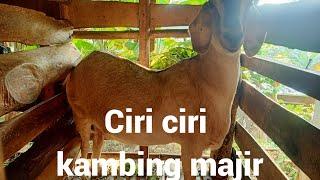 ciri ciri kambing majir  kambing mandul  kambing yg tidak bisa beranak