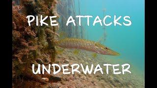 Pike attacks live underwater. Check how the pike is hunting.