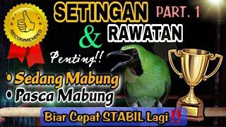 PENTING‼Perawatan Cucak Ijo MABUNG yang Baik dan Benar  Biar Cepat KONDISI lagi #part1