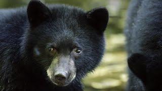 Mother Bear Teaches Cubs to Fish  BBC Earth