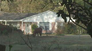 Wild hogs kill woman in Texas