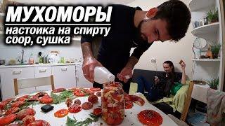 Настойка из мухоморов сбор сушка. Ново-Орловский лесопарк