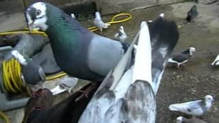 Tumbler Pigeons 1