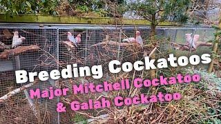 Galah Cockatoo & Major Mitchell Cockatoo  Breeding big scale