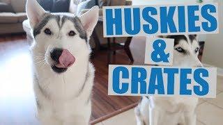 Properly CrateKennel Train A Siberian Husky Easy Steps