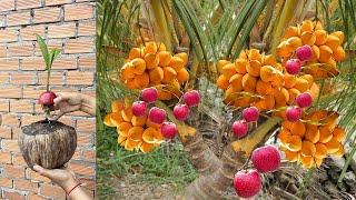 Unbelievable Fruit Fusion Growing Coconut with Apple for Bountiful Harvest