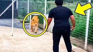 This Lion Spent 7 Years Without Seeing His Owner  Look What Happened