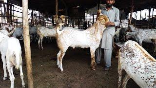 Live Soda  Sindhi Bakre  Qurbani 2023  Makhi Chena Khasi Bakre  Mazhar Biba Official