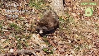 Raccoon sunning on both sides    양지쪽에서 햇볕을 쬐고 있는 너구리      日だまりで太陽の光を浴びているアライグマ