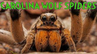 ORANGE FANG Carolina Wolf Spider Hogna carolinensis