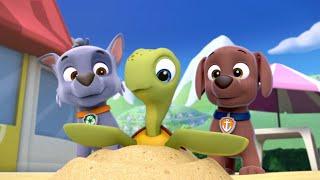 Rocky Zuma and the sea turtle   Paw Patrol scene