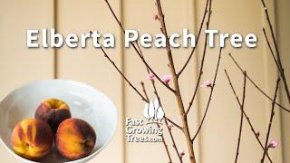 Elberta Peach Tree  FastGrowingTrees.com