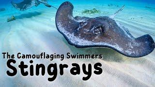 Stingrays  Kids educational video