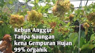 GEMPURAN HUJAN DI KEBUN ANGGUR TANPA NAUNGAN 99% Organik