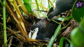 Kehidupan burung ruak ruak di alam liar  proses berkembang biak  bintang pikat.